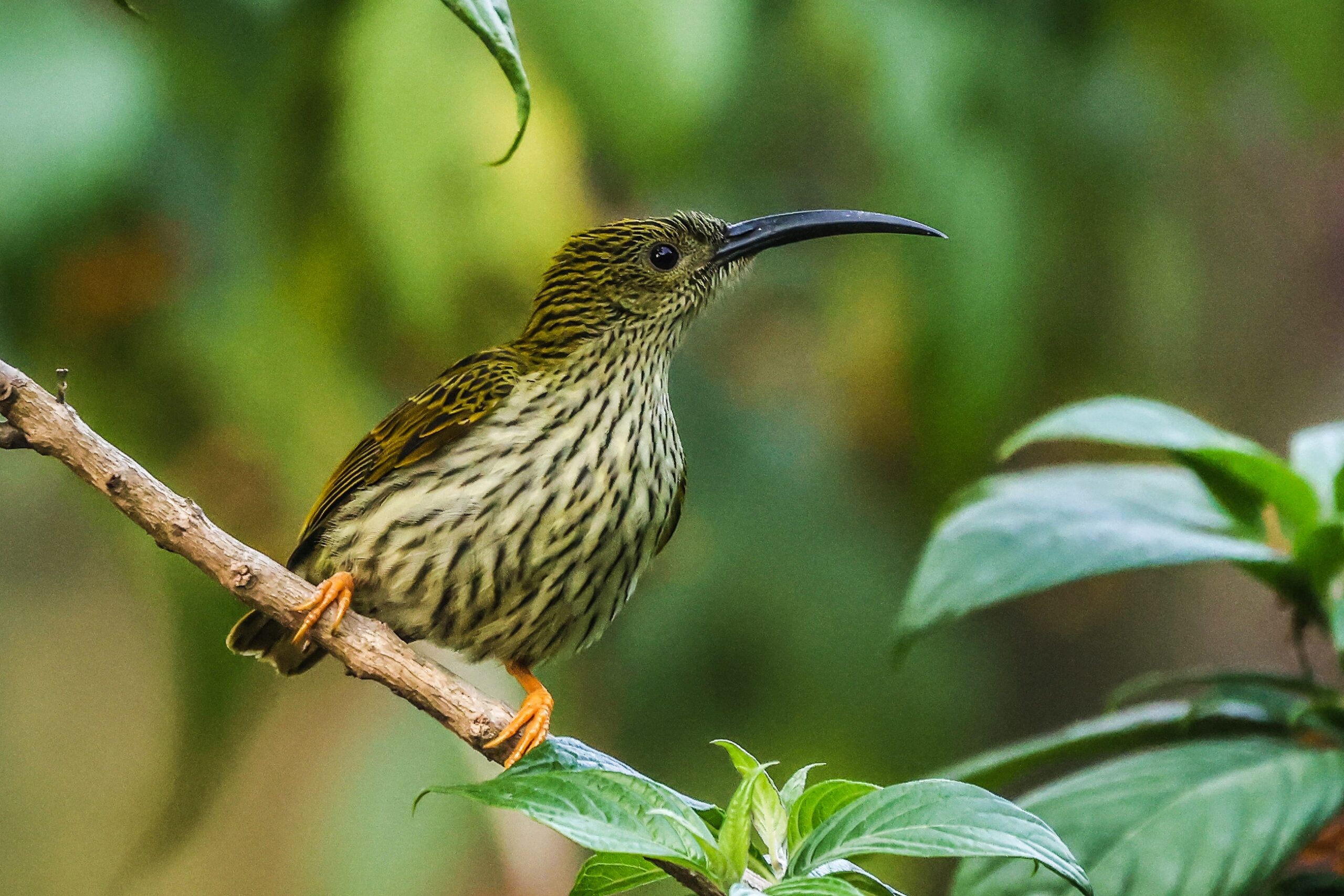 The streaked spiderhunter is a species of bird in the family Nectariniidae.