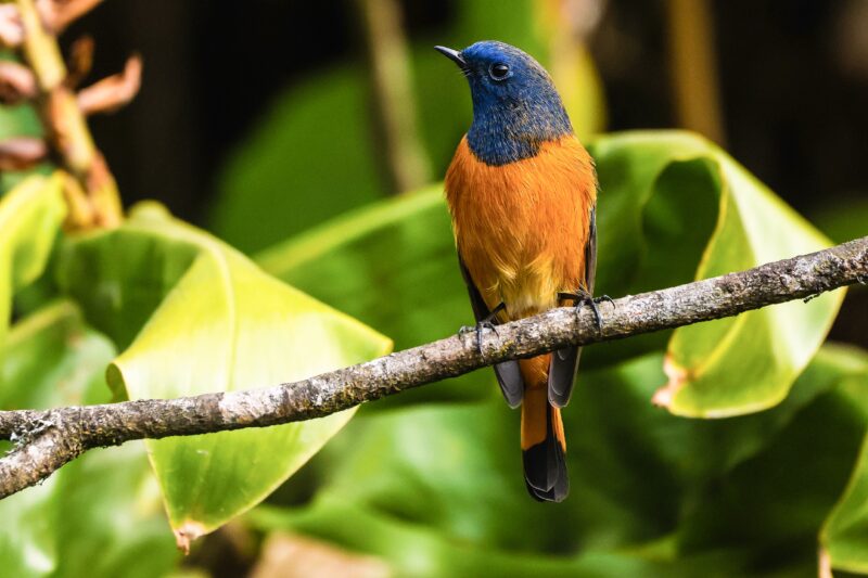 The blue-fronted redstart is a species of bird in the family Muscicapidae, the Old World flycatchers. It breeds in central China and the Himalayas. Its natural habitat is temperate forests. The female is brownish-grey, with paler underparts.