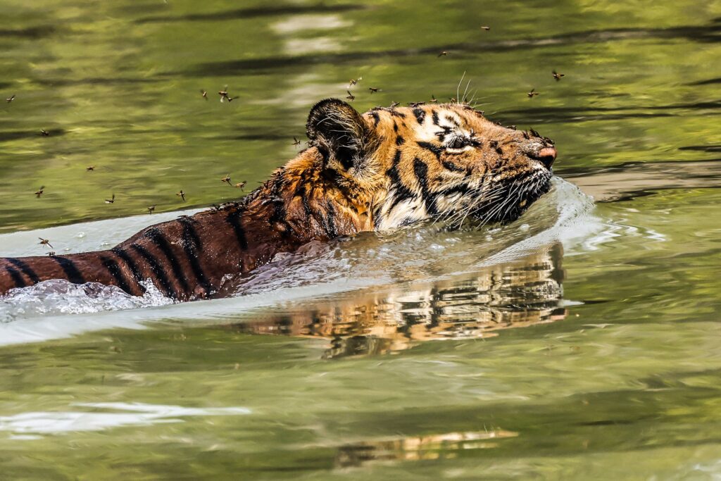 The Bengal tiger is a population of the Panthera tigris tigris subspecies and the nominate Tiger subspecies. It ranks among the biggest wild cats alive today. It is considered to belong to the world's charismatic megafauna.