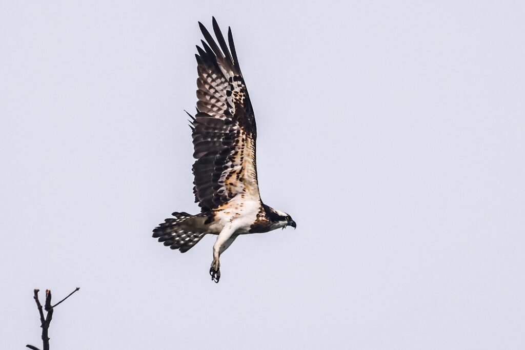 The osprey, also called sea hawk, river hawk, and fish hawk, is a diurnal, fish-eating bird of prey with a cosmopolitan range. It is a large raptor, reaching more than 60 cm in length and 180 cm across the wings. It is brown on the upperparts and predominantly greyish on the head and underparts.