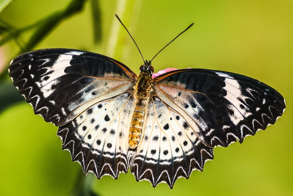 Leopard Lacewing Butterfly (Female)