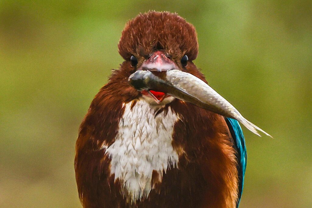 White-throated kingfisher