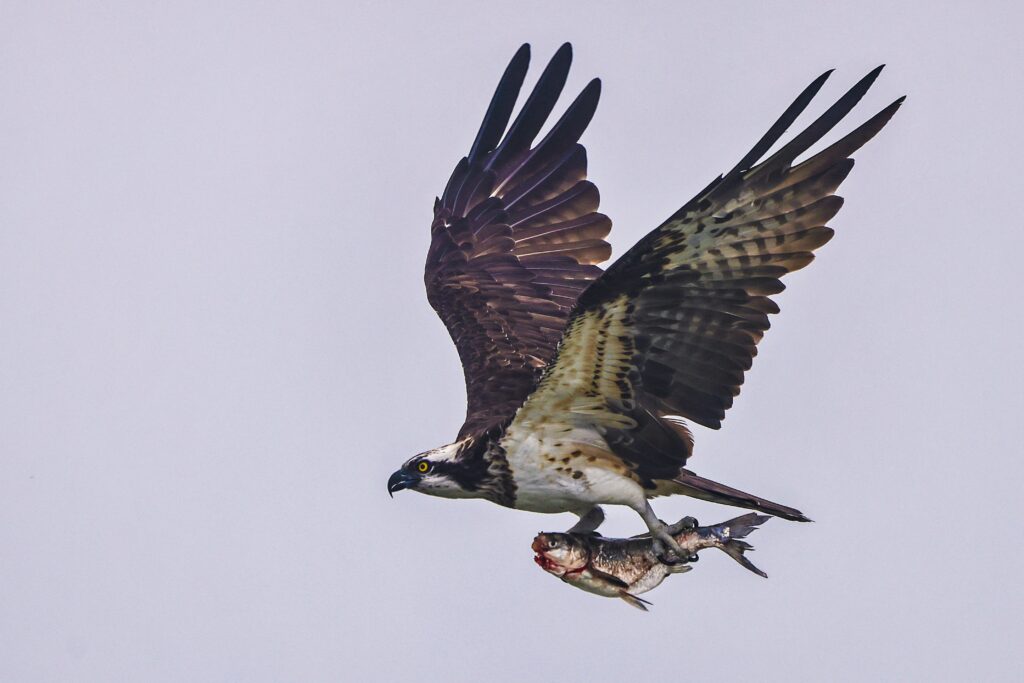 Osprey with catch