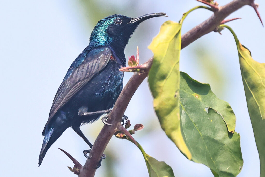 Purple Sunbird (Male)