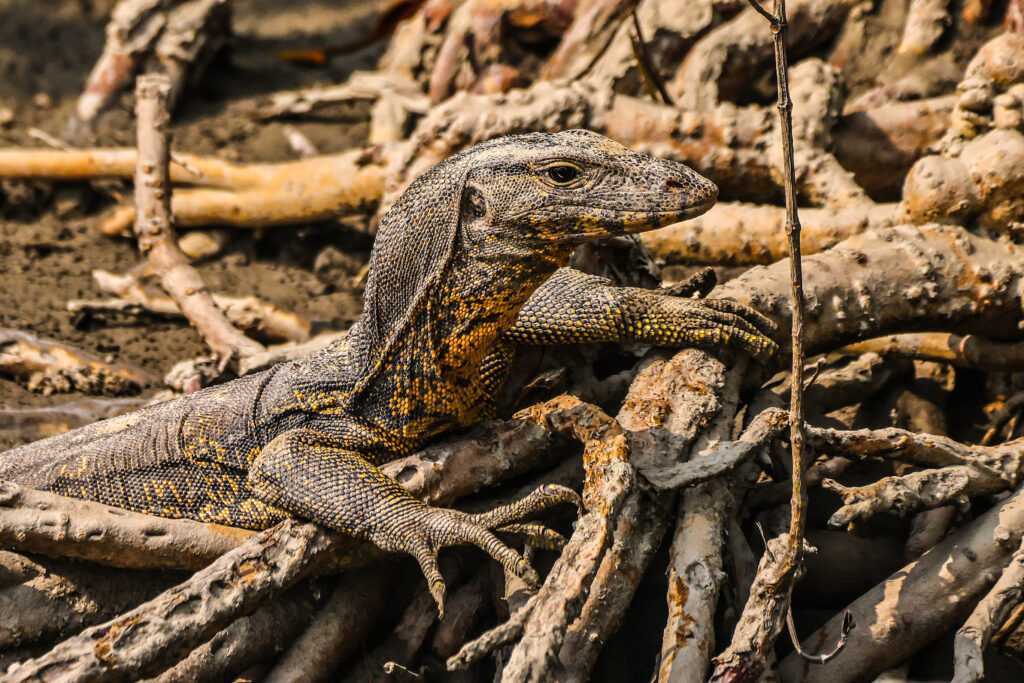 Moniter Lizard in sundarban mangroves