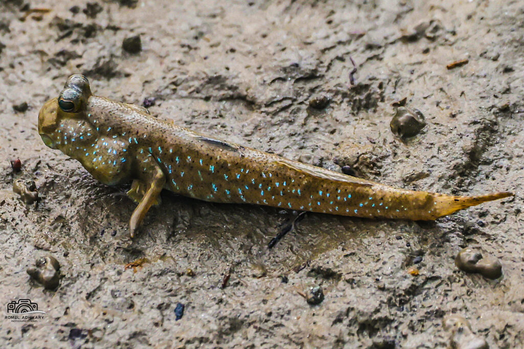 Blue-spotted Mudskipper