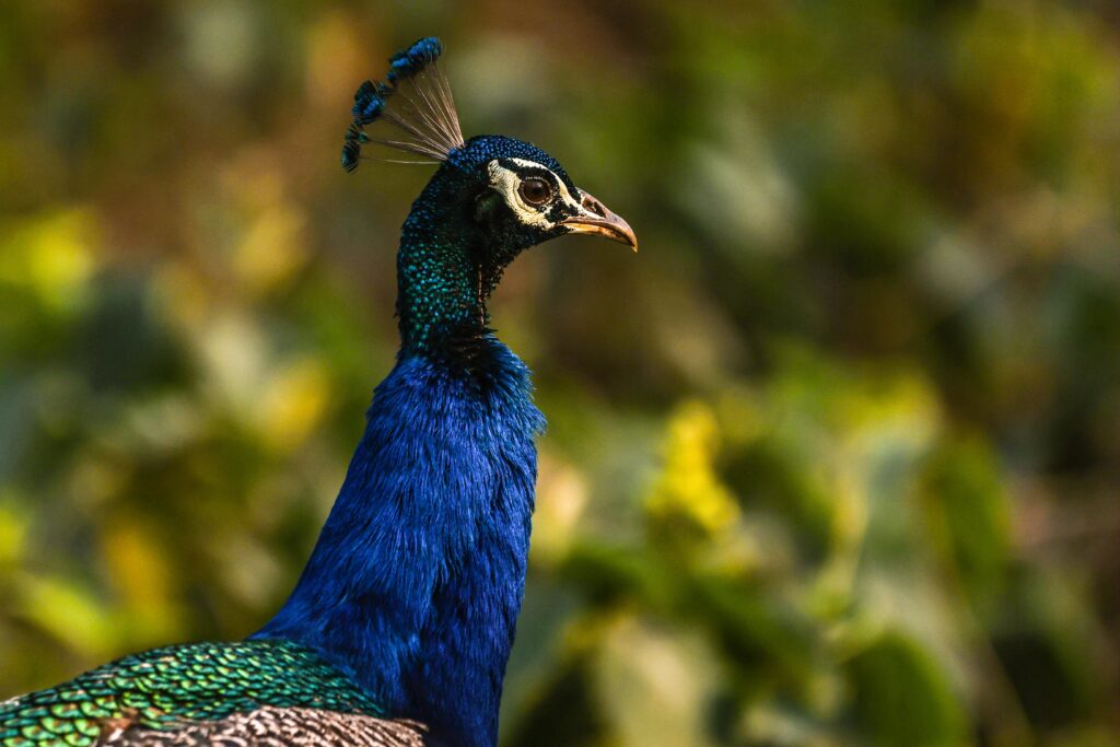 Indian Peafowl