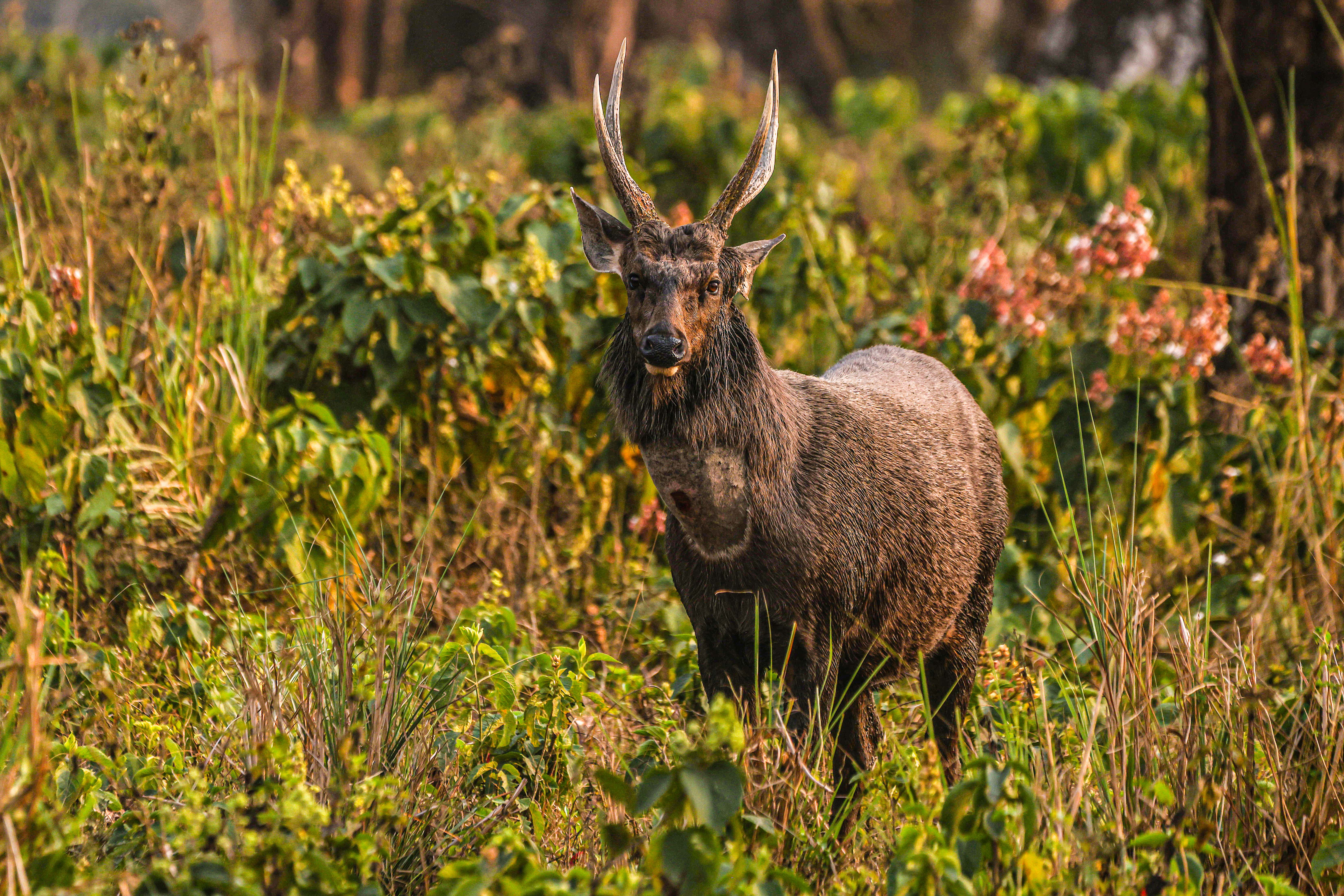 Sambar Deer